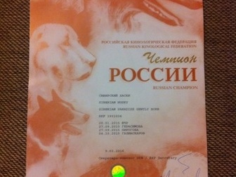 Новое фотографию Вязка собак Вязка собак Сибирская хаска 47824501 в Курске