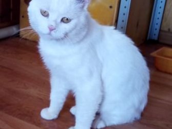 Потрясающий белый британец,  Очень умный и степенный кот,  Весной этого года был подобран в крайне истощенном состоянии, со следами многочисленных травм,  Сейчас в Курске