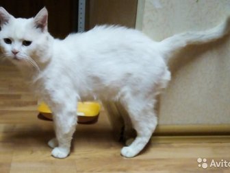 Потрясающий белый британец,  Очень умный и степенный кот,  Весной этого года был подобран в крайне истощенном состоянии, со следами многочисленных травм,  Сейчас в Курске