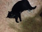 Просмотреть фотографию Потерянные Нашла кота около дома 32470013 в Люберцы