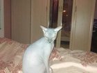 Скачать фото  найти подругу для донского сфинкса кота зовут РУСЯ 69805165 в Люберцы