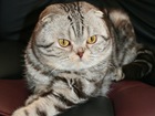 Свежее фото Вязка кошек Шотландец вислоухий ждёт кошечку в гости 76708463 в Люберцы
