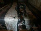 Уникальное foto Собаки и щенки вязка 32552958 в Магнитогорске