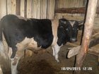 Уникальное foto  крупно-рогатый скот 32648497 в Верхнеуральске