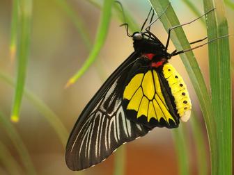 Уникальное фотографию Организация праздников Живые тропические бабочки на ваш праздник 33888887 в Махачкале