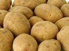 Новое фото Растения семенной картофель из Беларуссии 34127280 в Москве