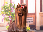 Новое foto Вязка собак Йоркширский терьер, шоколадного окраса, приглашает на вязку 35835226 в Воронеже