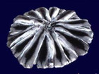  foto       37596920  