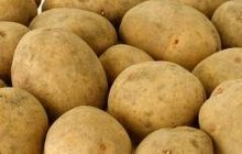 семенной картофель из Белоруссии