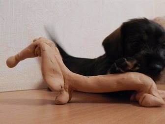 Скачать бесплатно фотографию  щенок жесткошерстной миниатюрной таксы 32295991 в Москве