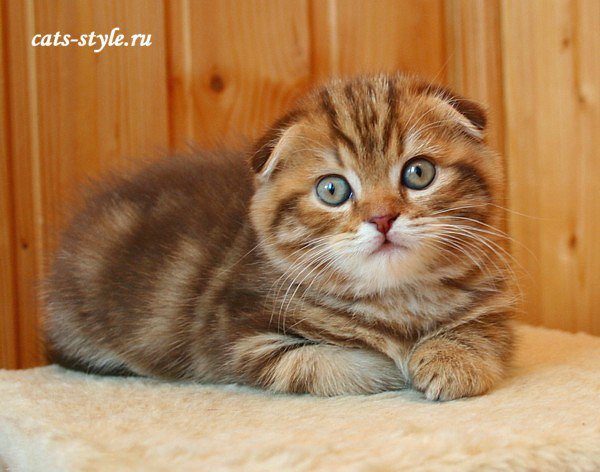 Для вязки кот Шотландский Вислоухий шоколадный мраморный купить за ...