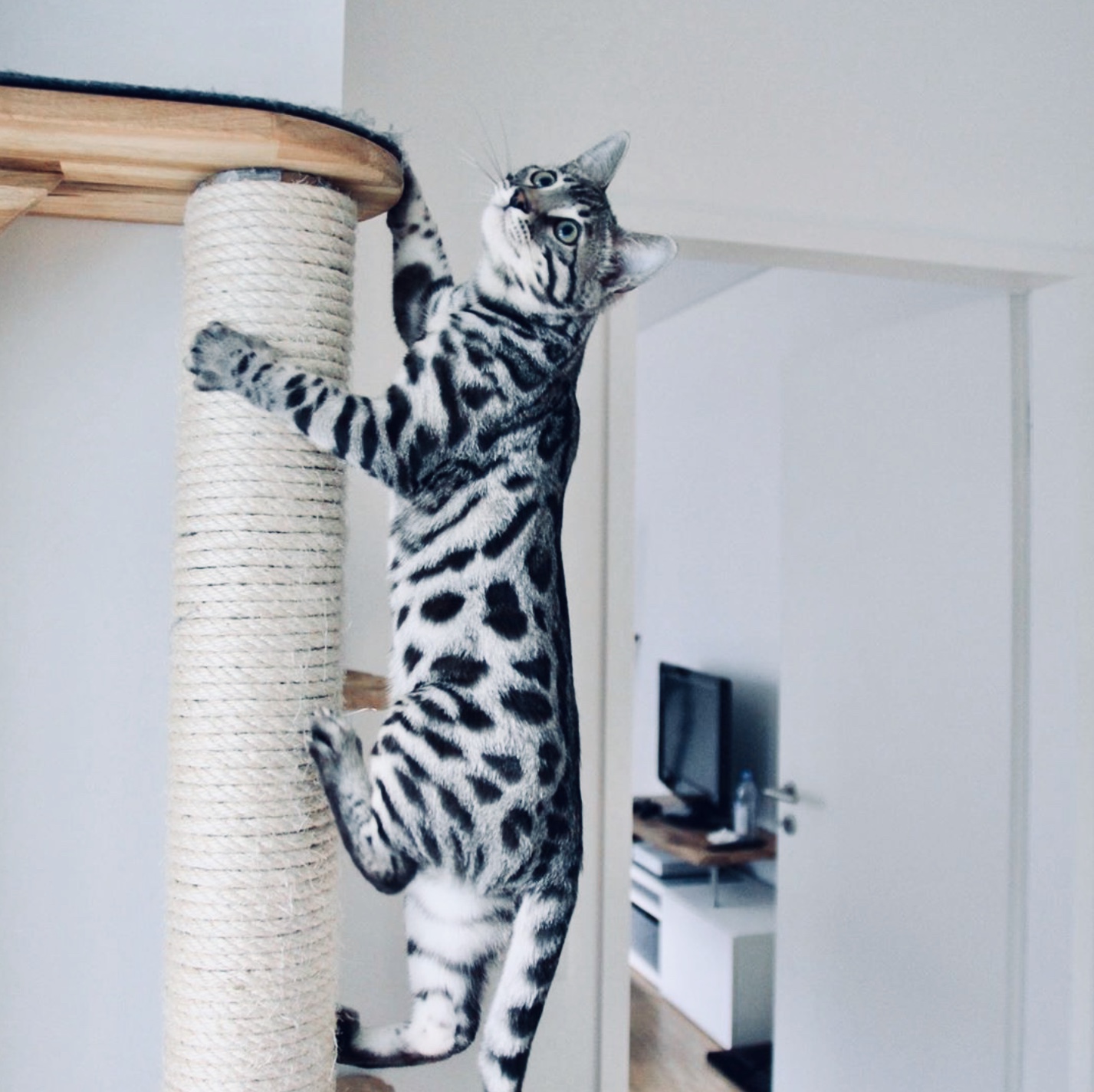 Вязка с леопардовым котом для любой кошечки купить за 3000 р. в Москве ...