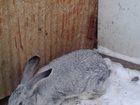 Увидеть foto  Предлогаю кроликов 32359238 в Смоленске