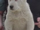 Смотреть фотографию  Алабай (среднеазиатская овчарка), чистокровные щенки 32497664 в Санкт-Петербурге