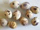 Скачать фотографию Яйца Инкубационное яйцо перепелов Белый гигант 33183229 в Москве