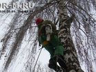 Увидеть фотографию Разные услуги Удаление деревьев частями, Москва, услуги 33658355 в Москве