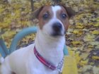 Уникальное изображение Вязка собак Джек Рассел Терьер по клички Вангог приглашает девочек на вязку, 33959944 в Люберцы