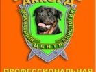Скачать бесплатно фотографию  Профессиональная дрессировка собак в Региональном центре кинологии АККОРД, 35238908 в Санкт-Петербурге