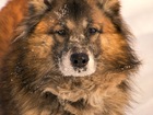 Просмотреть изображение  Красивый статный пес ищет семью, 38896000 в Москве