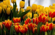 Подмосковные тюльпаны к празднику 8 марта