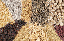Оптовая продажа зерна и кормов для сельскохозяйственных животных