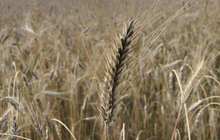 Продаётся Пшеница, Урожай 2021