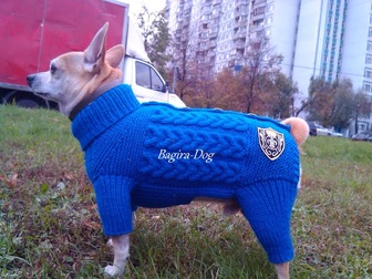 Скачать бесплатно фотографию Одежда для собак Одежда для собак и кошек Bagira-Dog 18275192 в Москве