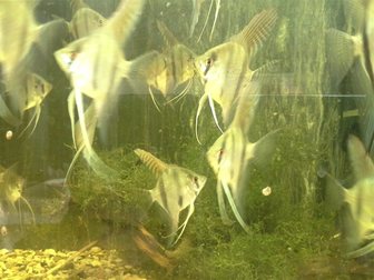 Скачать бесплатно изображение Аквариумные рыбки Скалярии перуанский альтум 33044355 в Москве