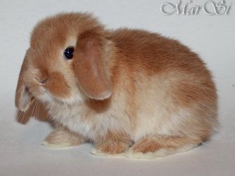 Просмотреть фотографию Грызуны Мини крольчата, цветные и вислоухие продажа 33614163 в Москве