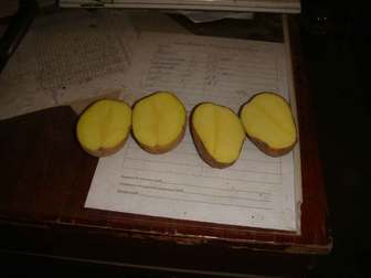 Новое foto  Продается картофель оптом 5+ 6+ , фермерское хоз-во напрямую от производ, 38216726 в Магадане