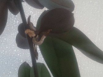 Увидеть foto Растения Цитокининовая паста 3,5 гр, , орхидея, клонирование, размножение, цветы, 38617314 в Москве