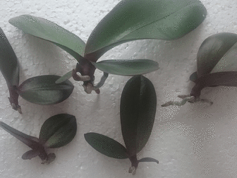 Свежее изображение Растения Цитокининовая паста 8 гр, , орхидея, клонирование, размножение, цветы, 38617547 в Москве