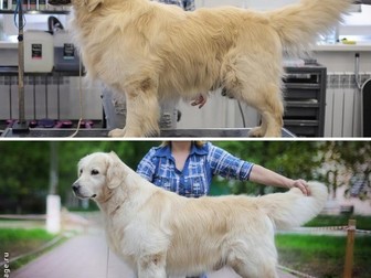 Уникальное изображение Стрижка собак Груминг золотистого ретривера, лабрадор экспресс линька 38973483 в Москве