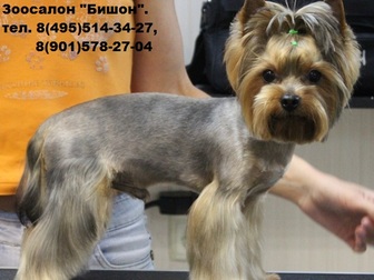 Просмотреть фото Услуги для животных Стрижка собак в Москве, Зоосалон Бишон, 43680252 в Москве