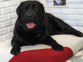 Просмотреть foto Зоомагазины Лежак для собак - Бежевый с красным 67949818 в Москве