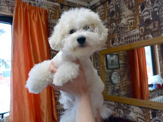 Смотреть foto Услуги для животных Передержка домашних животных в Москве 68699707 в Москве