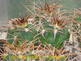 Смотреть foto  Сеянцы кактусов от моих коллекционных растений от Kohres, Horst Kuenzler, Uhlig, 73769859 в Москве