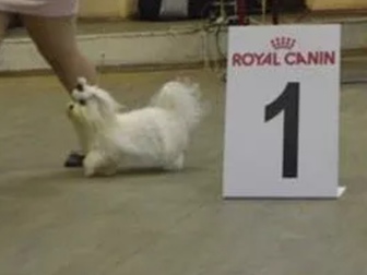 Просмотреть фото Вязка собак Вязка кобеля Мальтийской болонки 80990547 в Москве