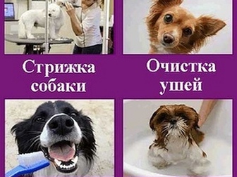 Скачать бесплатно изображение Стрижка собак Стрижка собак и кошек всех пород 85017832 в Москве