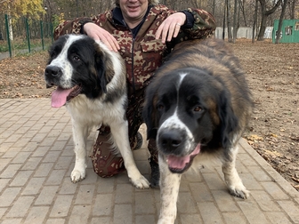 Скачать бесплатно фото Услуги для животных КИНОЛОГ: профессиональная дресировка собак 86146626 в Москве