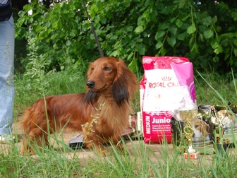 Новое фотографию Вязка собак вязка с интерчемпионом такса длинношерстная 86166003 в Москве