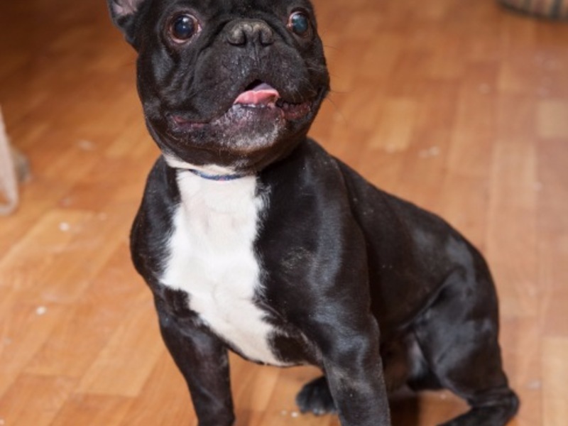 Бульдоги в добрые руки в москве