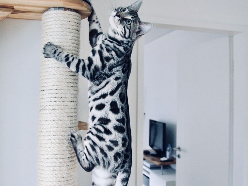 Вязка с леопардовым котом для любой кошечки купить за 3000 р. в Москве ...