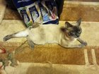 Новое фотографию Вязка меконский бобтейл коту нужна кошка для вязки 33725680 в Мурманске
