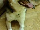 Просмотреть foto Потерянные Пропала собака 34066975 в Мытищи