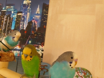 Уникальное изображение  Волнистые попугаи-от Заводчика 68772137 в Мытищи