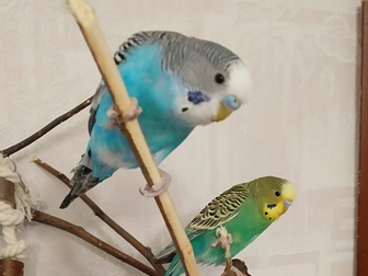 Смотреть foto  Волнистые попугаи-от Заводчика 68772137 в Мытищи