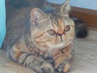 Скачать бесплатно изображение Вязка Ищу кота, 34790438 в Набережных Челнах