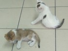 Новое foto Отдам даром - приму в дар отдаем котиков в заботливые семьи 65560833 в Нижнекамске