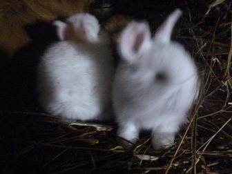 Скачать бесплатно foto  продам кроликов породы баран фландр и новозеландцы белые и рыжие 32691133 в Воткинске